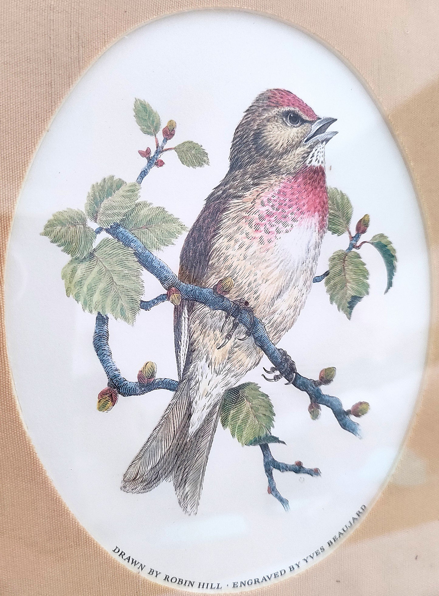 Cadres à oiseaux