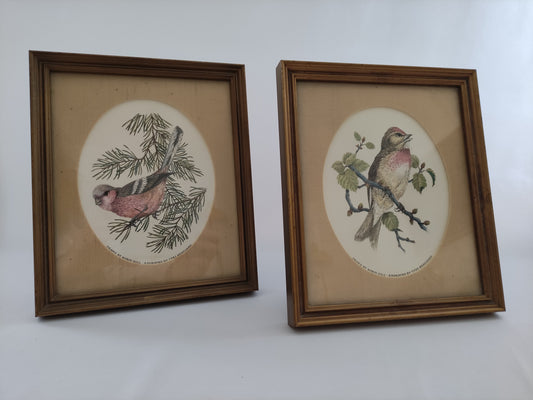 Cadres à oiseaux